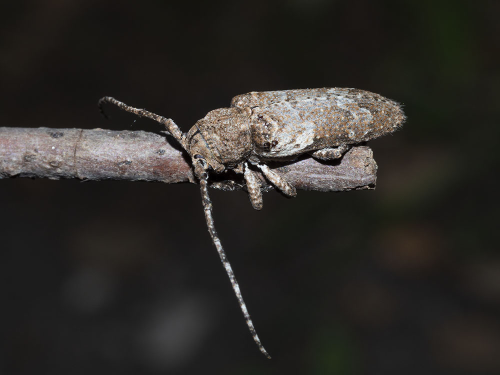 Cerambycidae:  Niphona picticornis